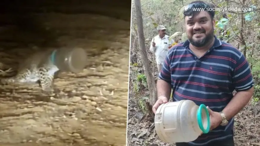 Leopard With Head Stuck in Plastic Water Container Rescued in Thane District (Watch Video)