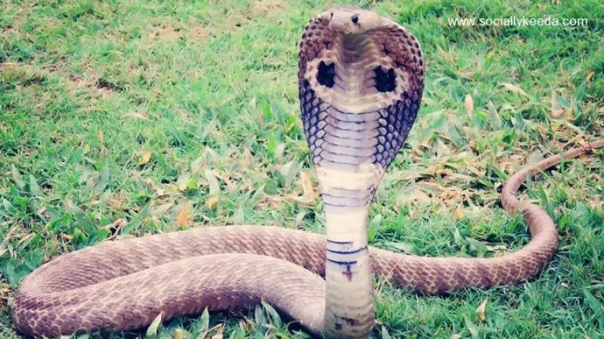 Shocking! Cobra Used As Weapon – Tamil Nadu Police in Search of Woman Who Uses Venomous Snake To Extract Money