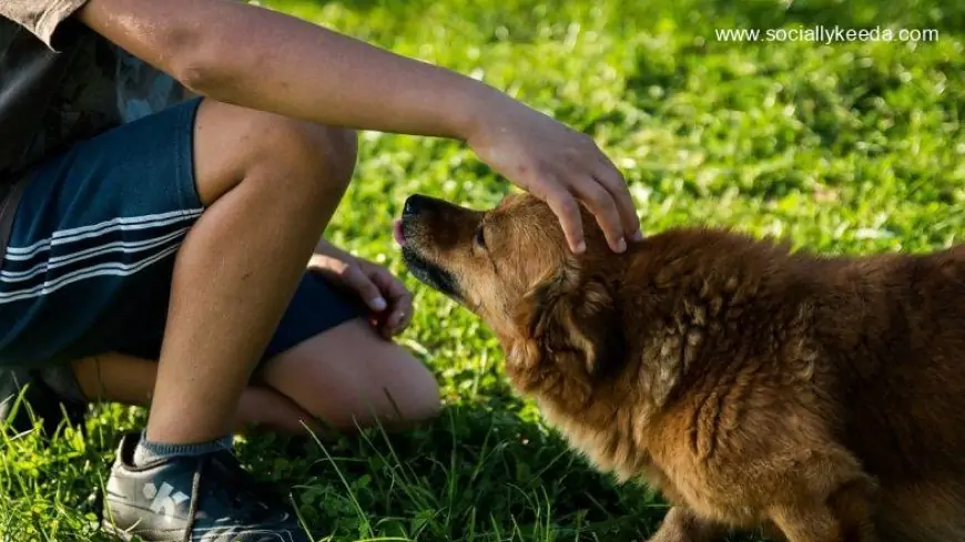 Indian Student Refuses to Fly Out of Ukraine Without His Pet Dog