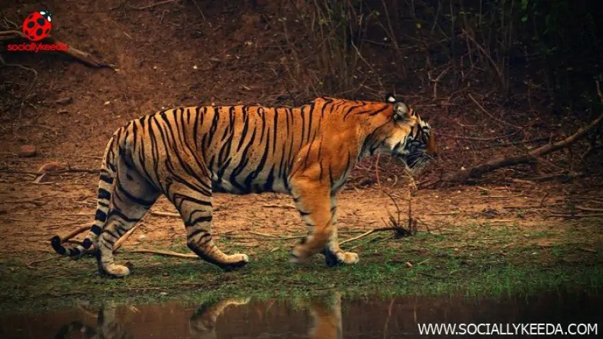 Cross-Border Romance: Male Tigers From Bangladesh Hunt for Mates in Sundarbans