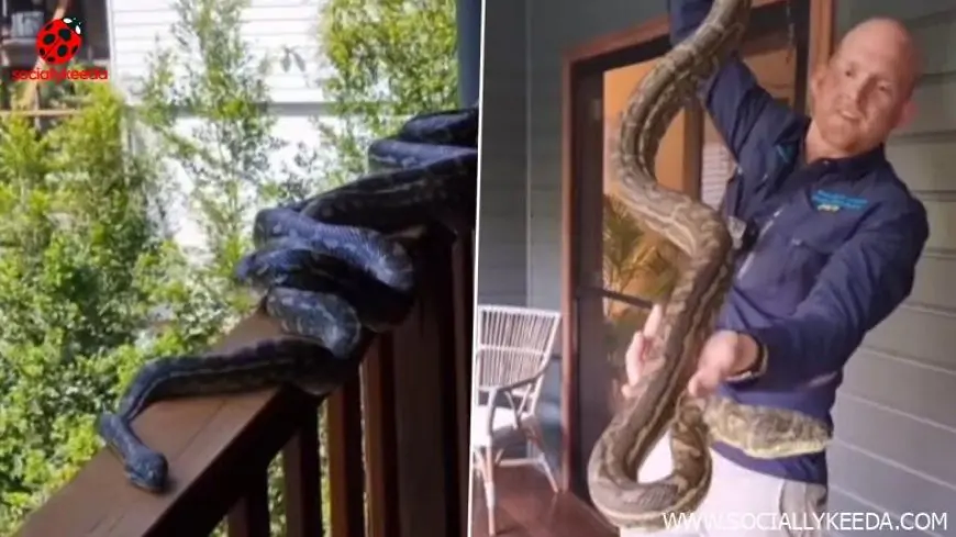 Australian Family Finds 4 Giant Carpet Pythons Slithering Around Their Porch, Seemingly Looking to Mate; Watch Viral Video