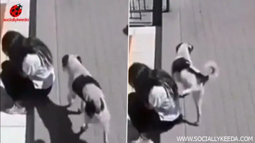 Stray Dog Pees On Sad Woman And Walks Away Coolly, Painfully Funny Video Goes Viral