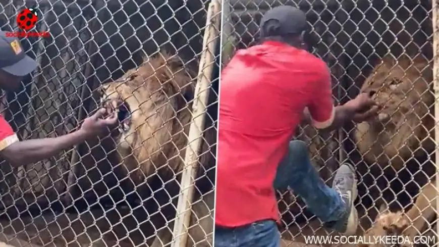 Lion Bites Off Man's Finger Who Was Disturbing The Beast Through the Fence in Jamaican Zoo; Watch Viral Graphic Video At Your Own Risk!