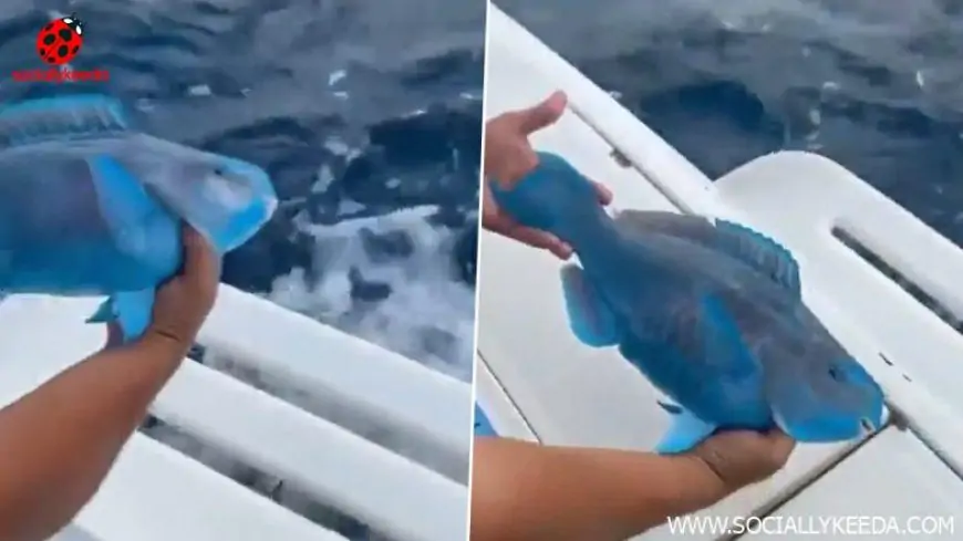 Slurp Fish in Real Life? Viral Videos Show Fortnite Slurpfish To Exist in Oceans! Watch