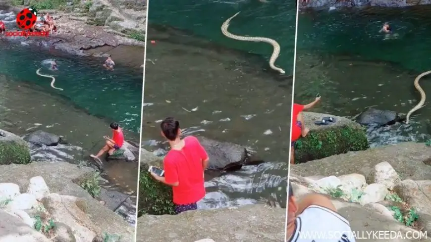 Viral Video Shows Giant Snake Slithering in River While People Enjoy Swimming