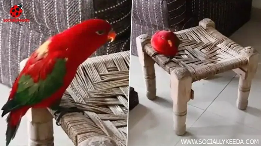 Parrot Screams 'Mummy' Like a Small Kid; Viral Video Will Make You Laugh Insanely!