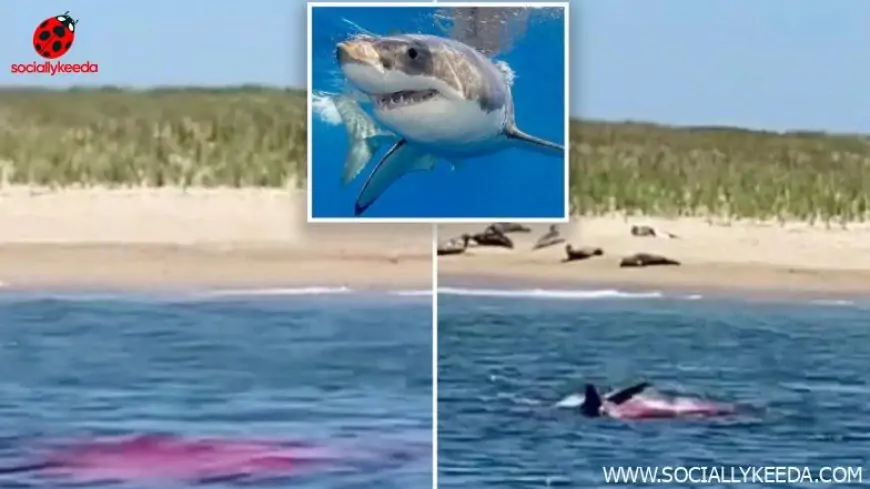 US Man Recalls How He Miraculously Survived Great White Shark Attack by Playing Dead