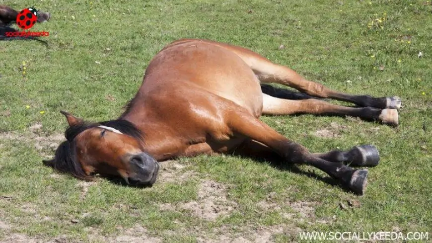 Viral Photo of Female Horse Sugar Lying Down Perfectly Sums Up Everyone's Monday Morning Mood!