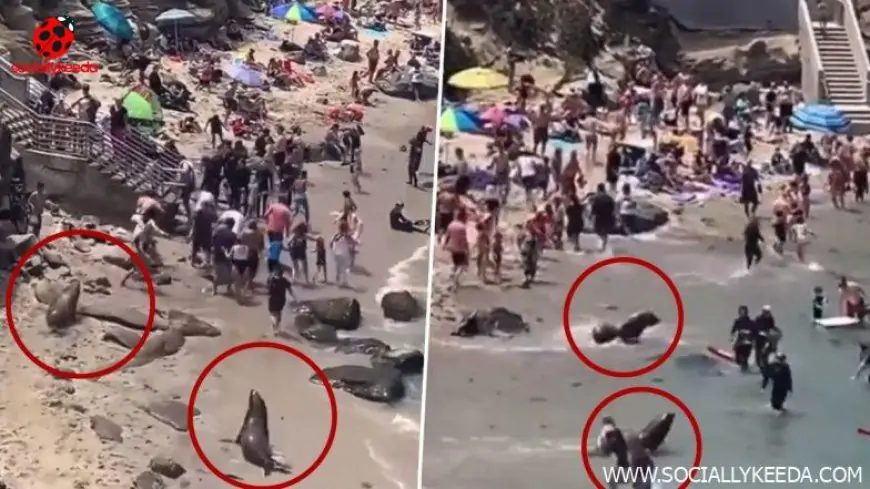 Sea Lions Chase People at La Jolla Beach in California! Watch Viral Video of Two Animals Waddling Across the Sand To Follow Visitors