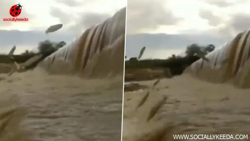 Video of Shoal of Fish Squiggling Out of Flood Water in Pocharam Dam Goes Viral; Watch The Incredible Scene 