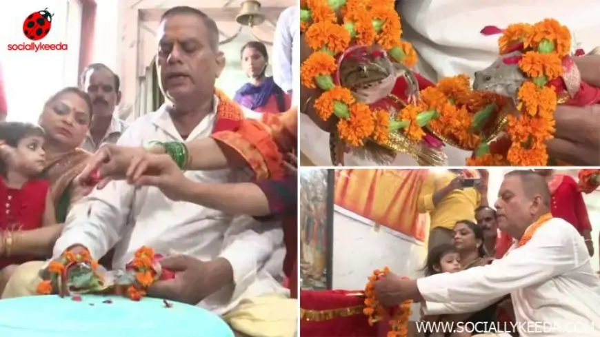 Frog Wedding Organised in Gorakhpur To 'Please Rain Gods'