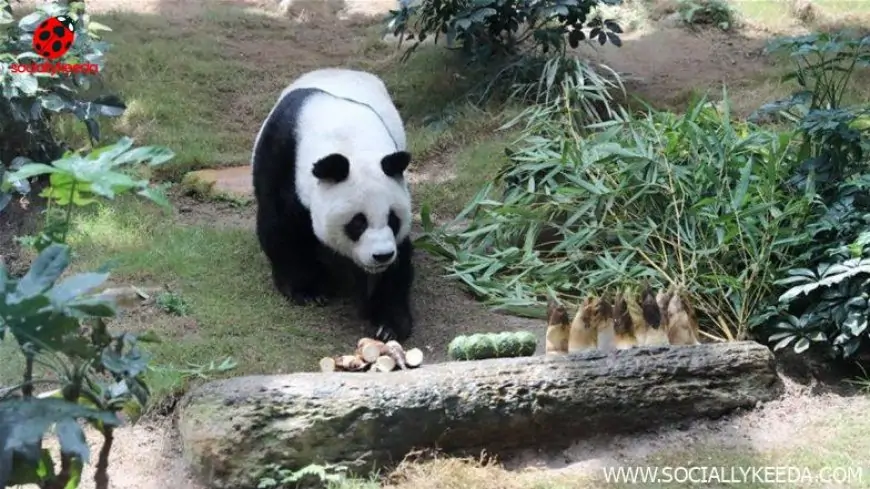 An An, World's Oldest Male Giant Panda, Dies at Age 35 at Ocean Park in Hong Kong