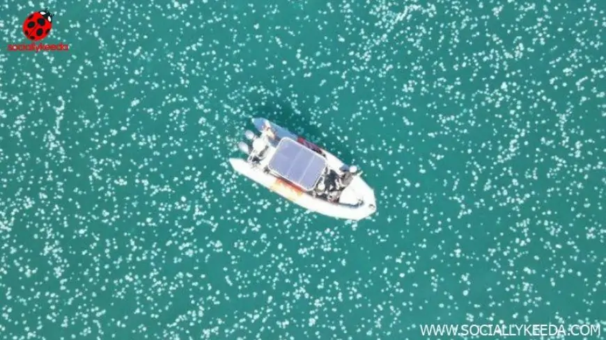 Jellyfish Swarm Along Israel's Coast Take Over Beach From Summer Bathers, Climate Change Blamed (Watch Video)