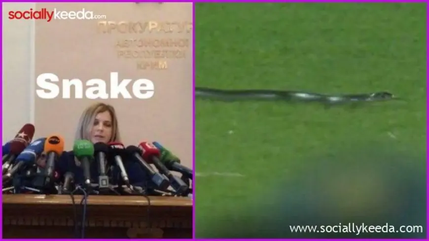 Snake Stops Play! Twitterati Have a Field Day, Share Funny Memes and Jokes As Reptile Halts IND vs SA 2nd T20I 2023 in Guwahati