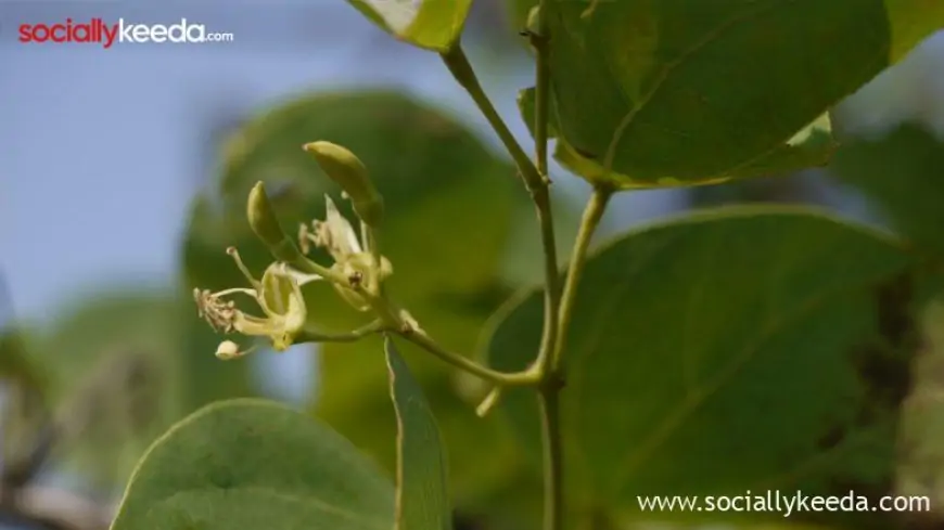 Why Are Apta Tree Leaves or 'Sona Patta' Given on Dussehra? Know the Story Behind The Green Gold and Religious Significance of The Vijayadashami Ritual