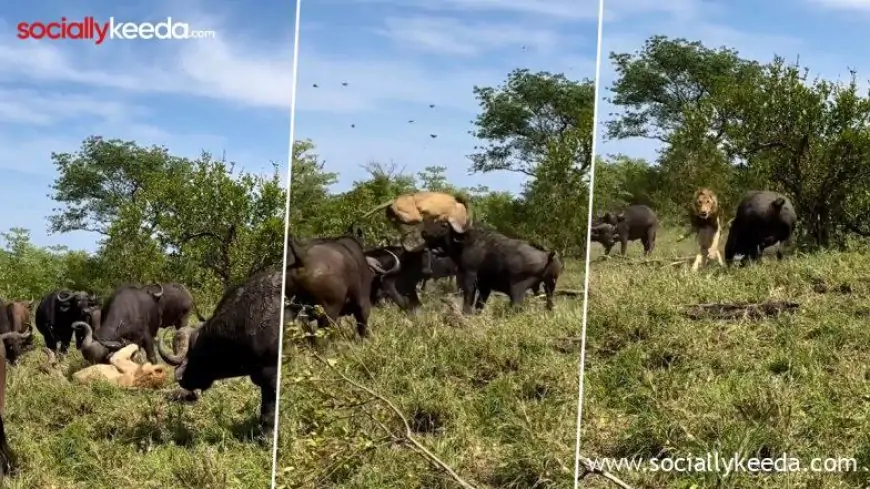 Herd of Buffaloes Attacks and Almost Tramples Down a Lone Old Lion in South Africa; Watch Viral Video 
