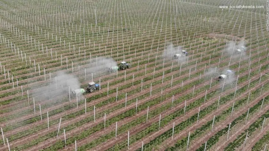 China to allow gene-edited crops in push for food security