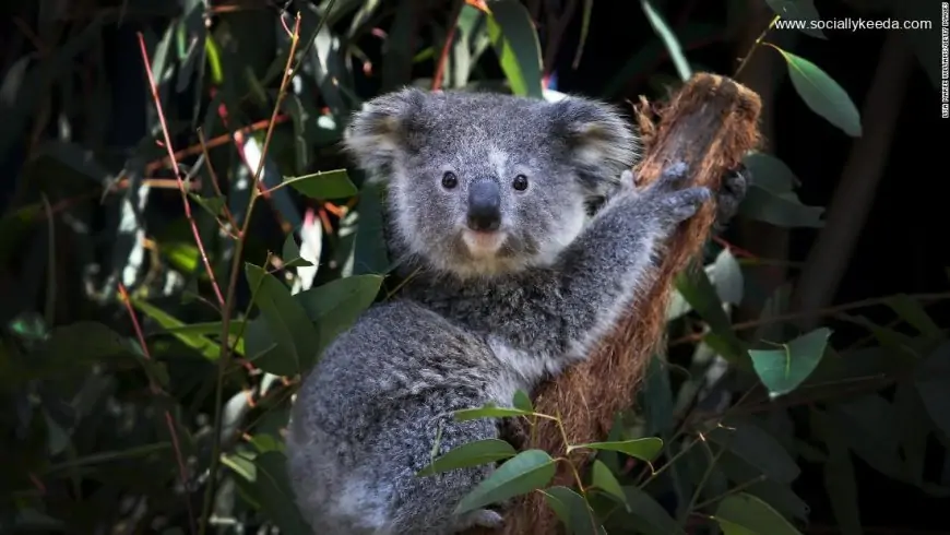 Australia to spend a record $35 million to protect koalas