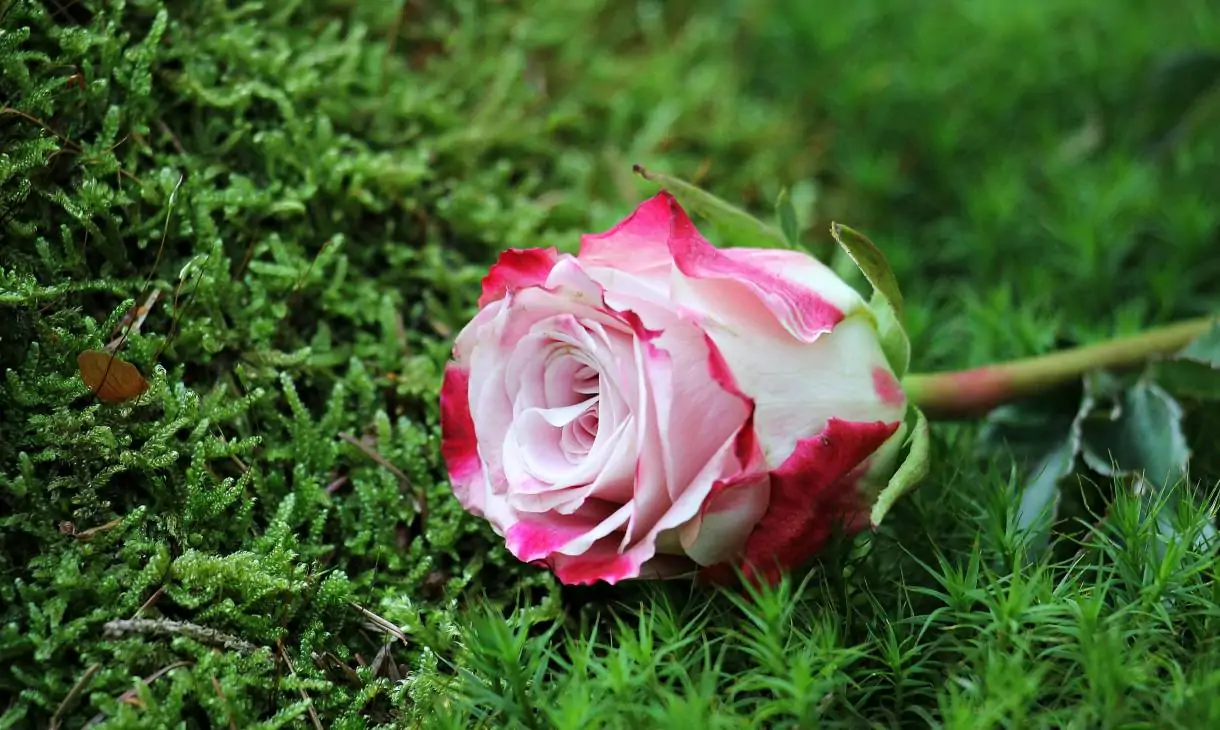 Flower Rose Whatsapp DP Images Download