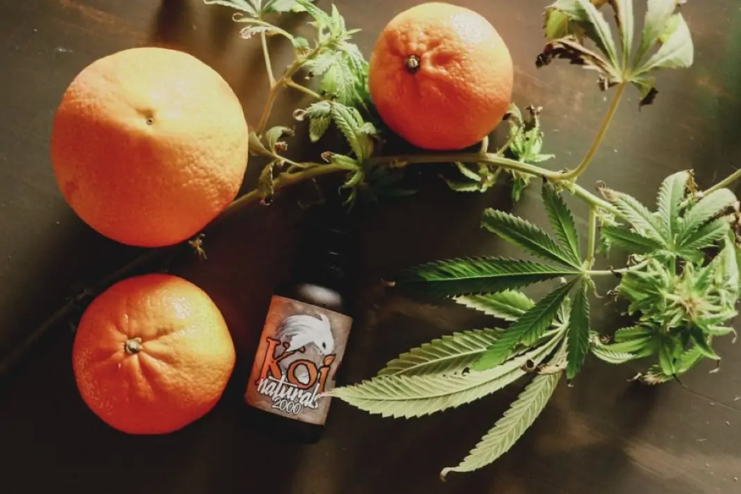 All You Need to Know About CBD
