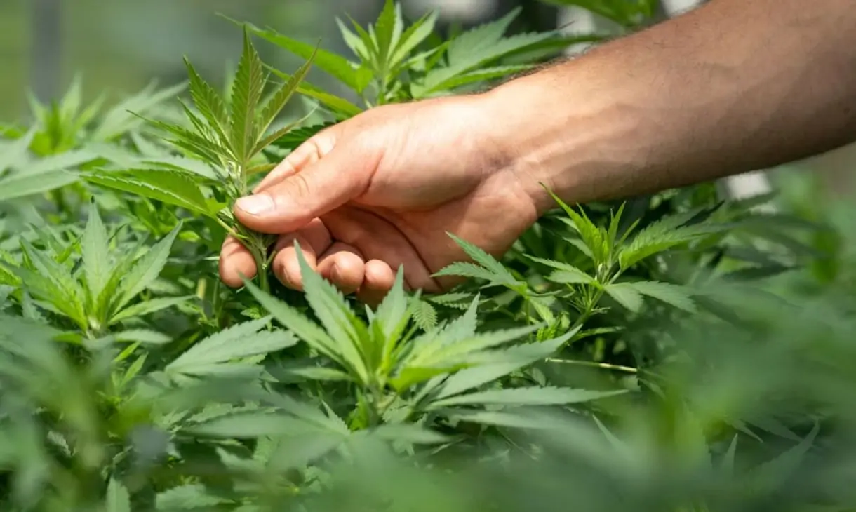 The Role of Terpenes in Health-Focused Cannabis Cultivation
