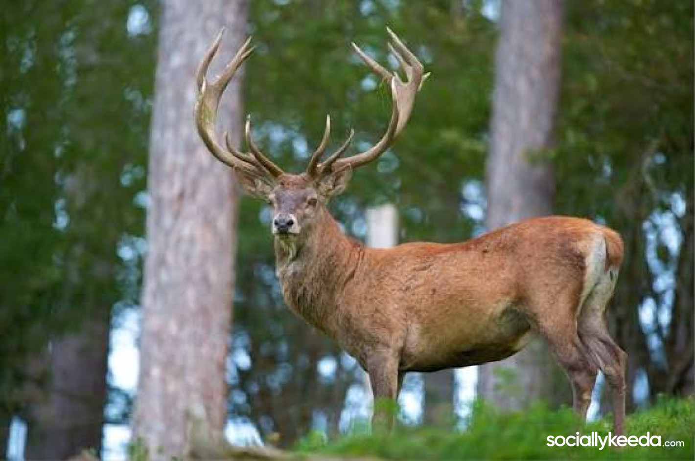 How to get rid of deer