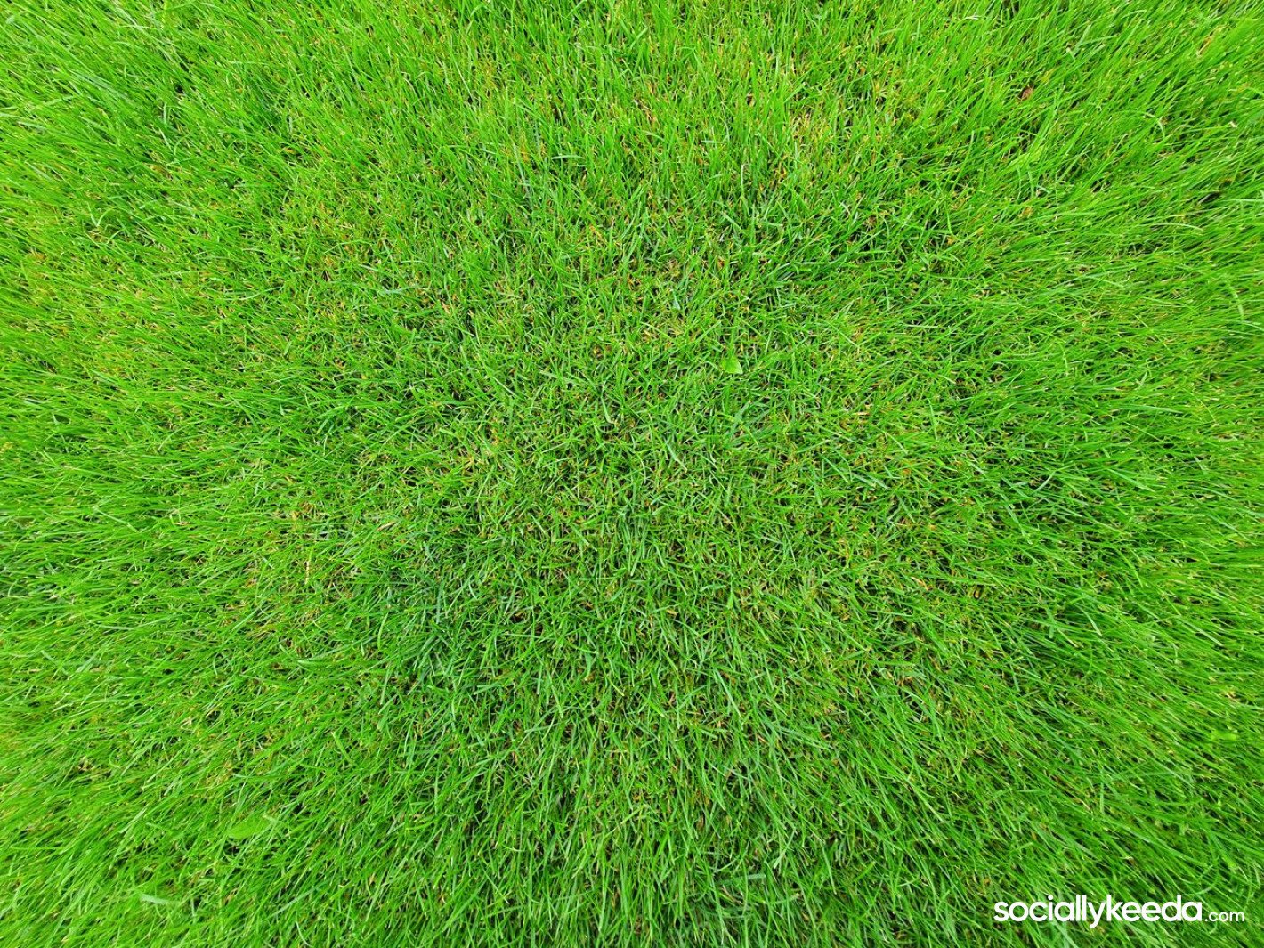 Lawn Care