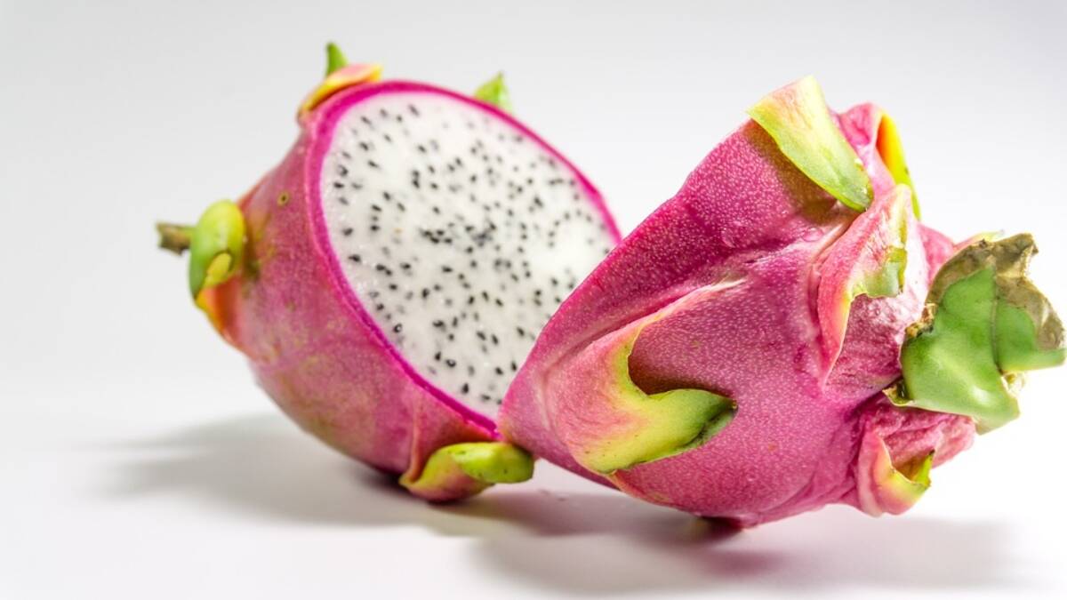 dragon fruit - sociallykeeda Dragon Fruit: इम्यूनिटी बढ़ाने का रामबाण उपाय है ड्रैगन फ्रूट, सर्दियों के मौसम में जरूर करें इसका सेवन