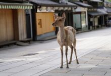201021063655 Restricted Deer Nara Japan 0617 Super Tease - Scoaillykeeda.com