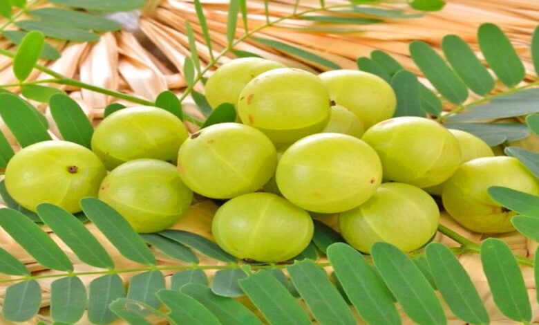 Amalaki Ekadashi 2021: आमलकी एकादशी कब है? जानें इस व्रत का महात्म्य, क्यों की जाती है इस दिन परशुरामजी की पूजा?