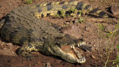 18 Crocodile - Scoaillykeeda.com