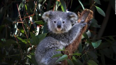 220128231537 Koala Australia 2020 Super Tease - Scoaillykeeda.com
