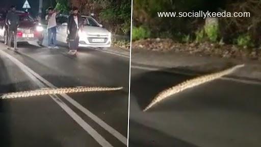 Python stopped traffic as it crossed the road Python stopped traffic as it crossed the road - scoailly keeda